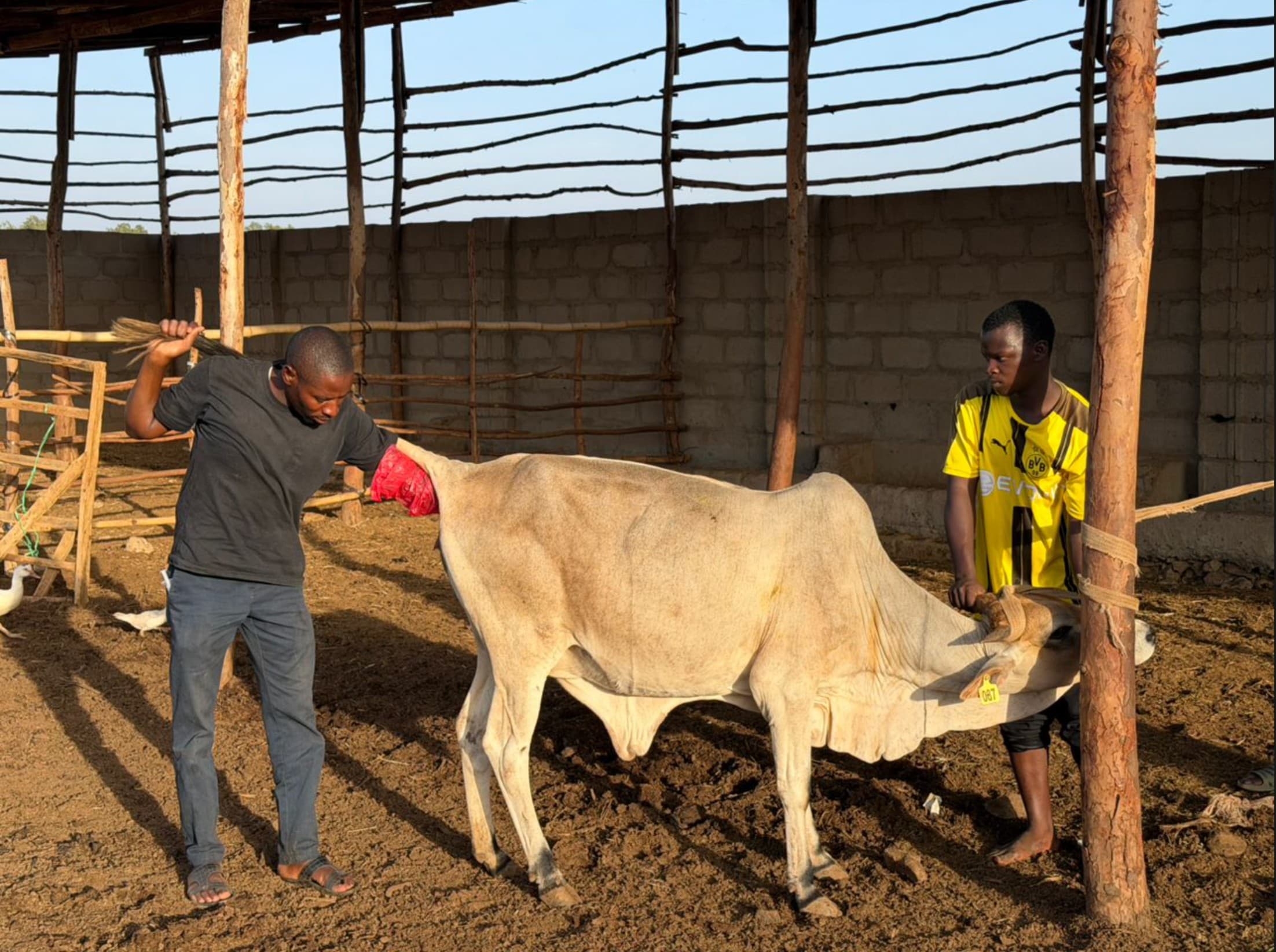 Livestock and poultry at Axis Agro farm in Kaduna, Nigeria