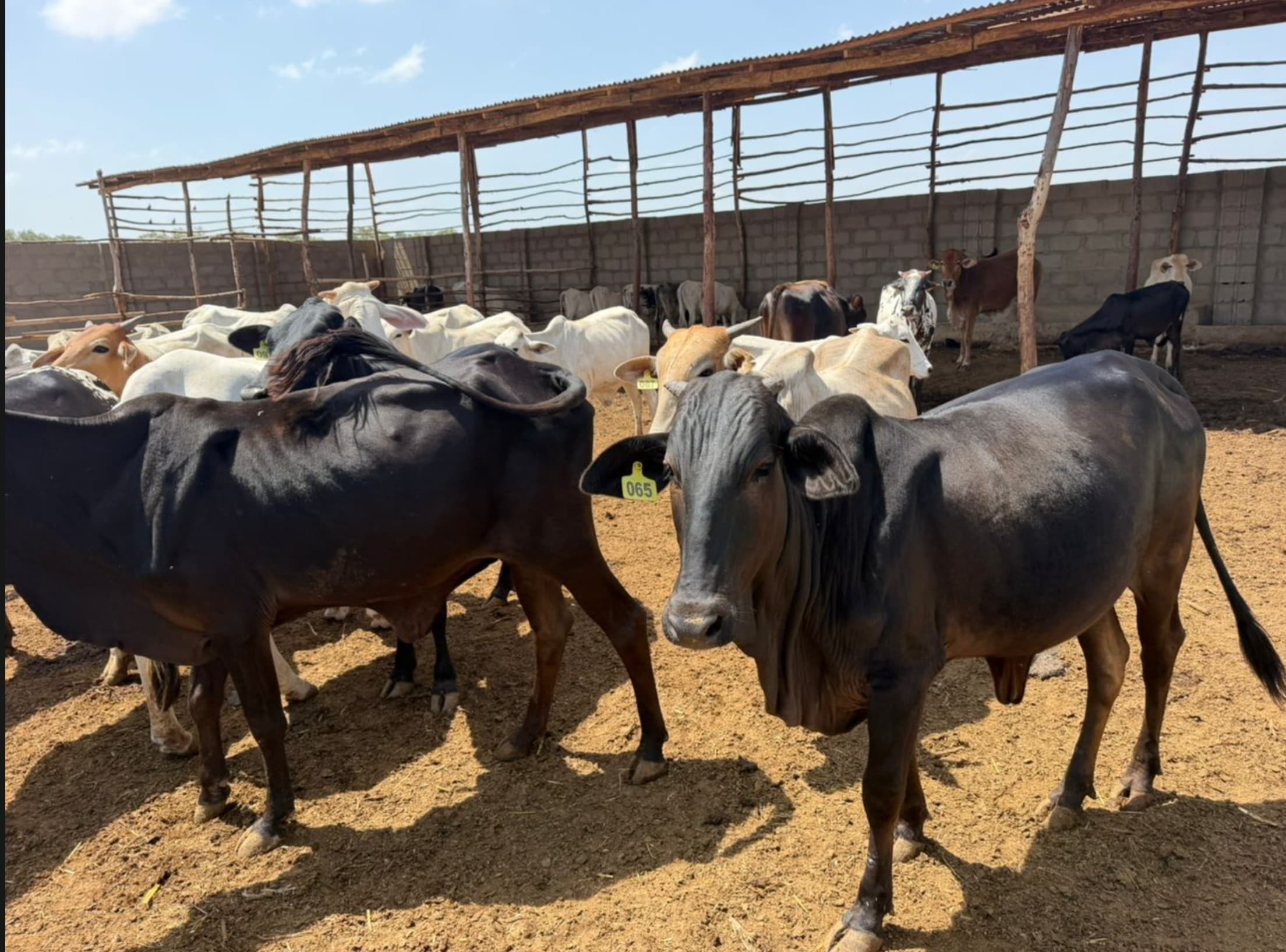 Our Animals at JRN Agro LTD livestock farm in Kaduna, Nigeria