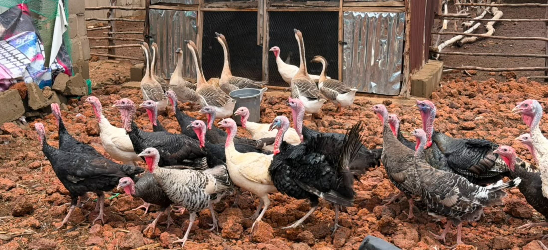 About Axis Agro at Axis Agro livestock farm in Kaduna, Nigeria