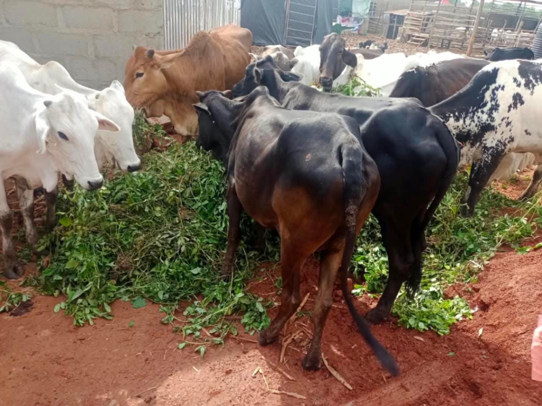 001, Cattle at JRN Agro LTD farm in Kaduna